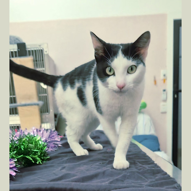 Photo of Tuna (9219)