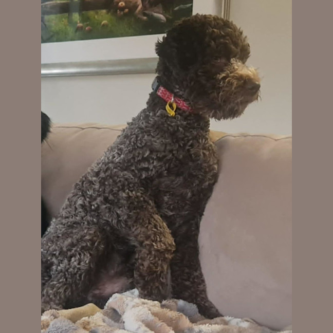 Photo of Ruffles 