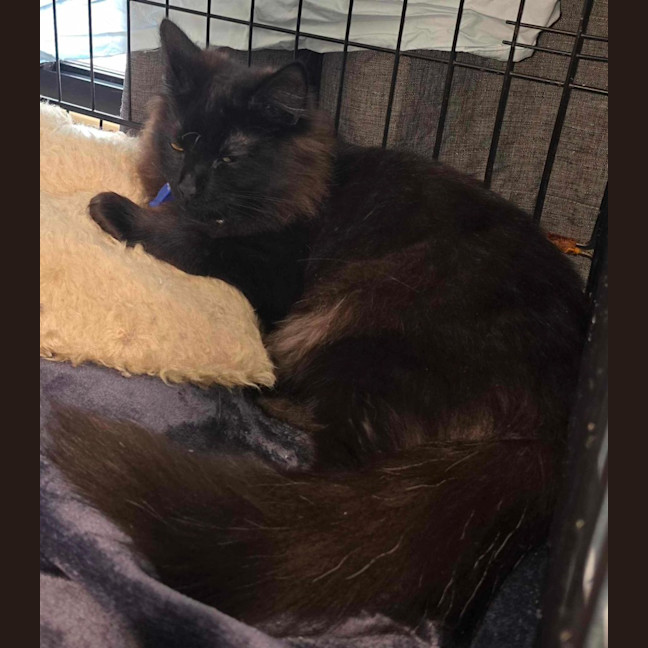 Photo of Minch   6 Month Old Domestic Mediumhair