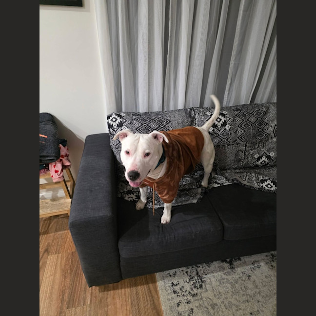 Photo of Corny (Cornelius)