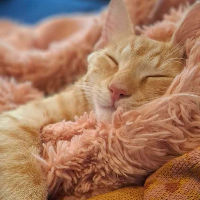 Photo of Cheerio