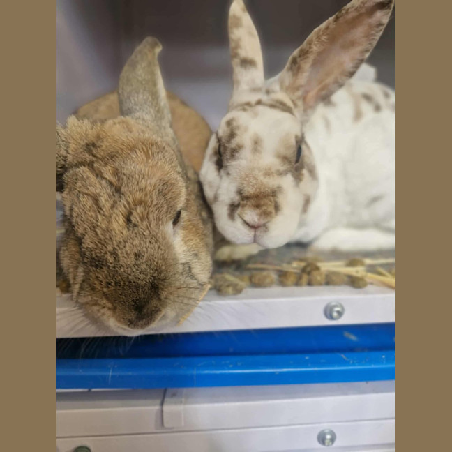 Photo of Cinnabun & Fawn