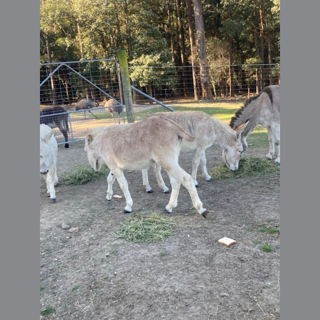 Photo of Mini Donkey's
