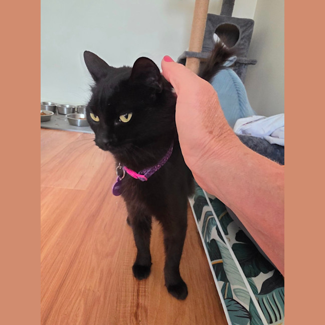 Photo of Ember