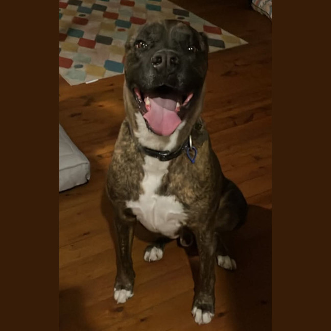 Photo of Max   5 Year Old Staffy X Ridgeback