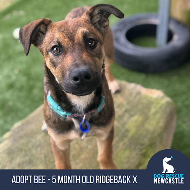 Photo of Bee   5 Month Old Ridgeback X