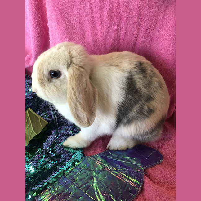 Photo of Muesli (Bonded With Oat)