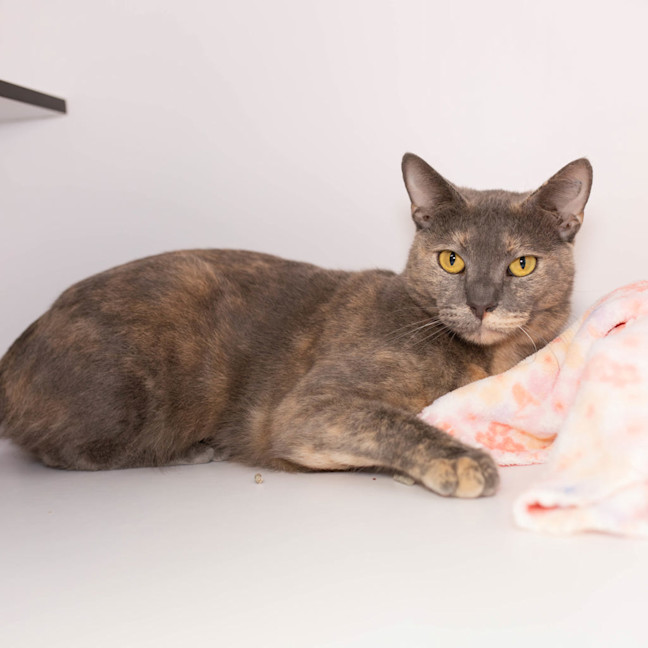 Photo of Coco