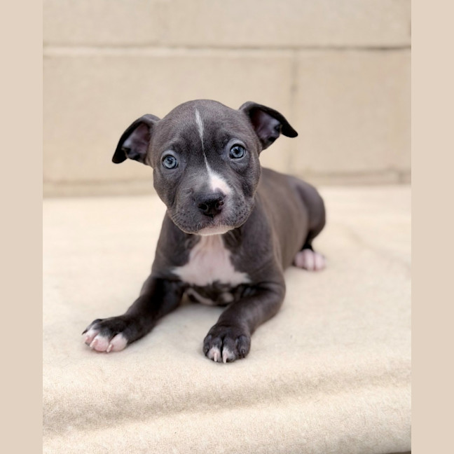 Photo of Ember