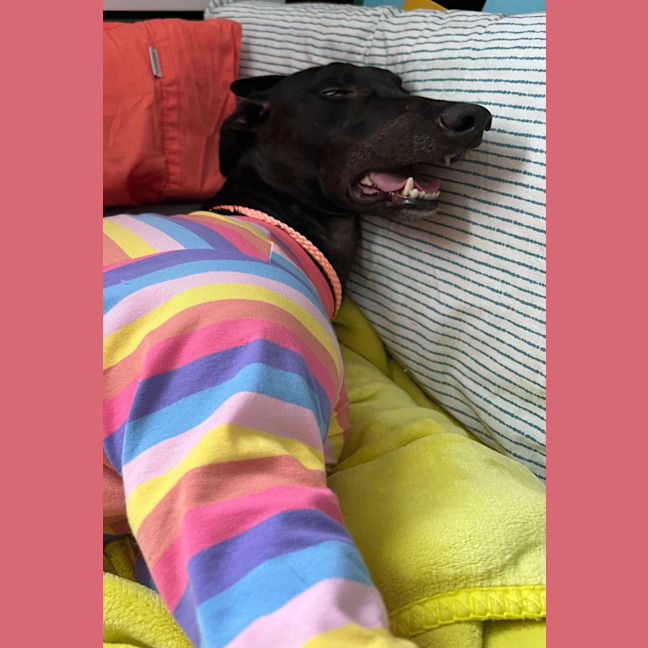 Photo of Peachy The Greyhound