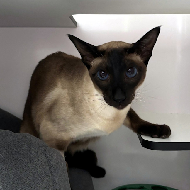 Photo of Stanley Sta013508