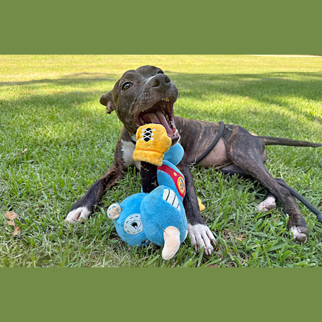 Photo of Snookums