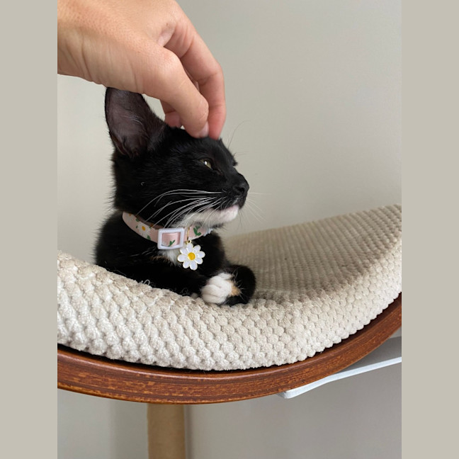 Photo of Ayla