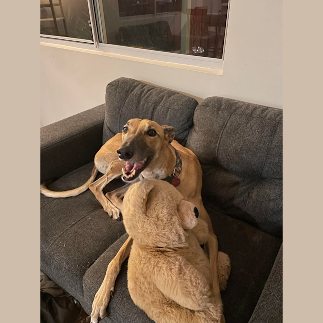 Photo of Greyhound   Atara   In Broome