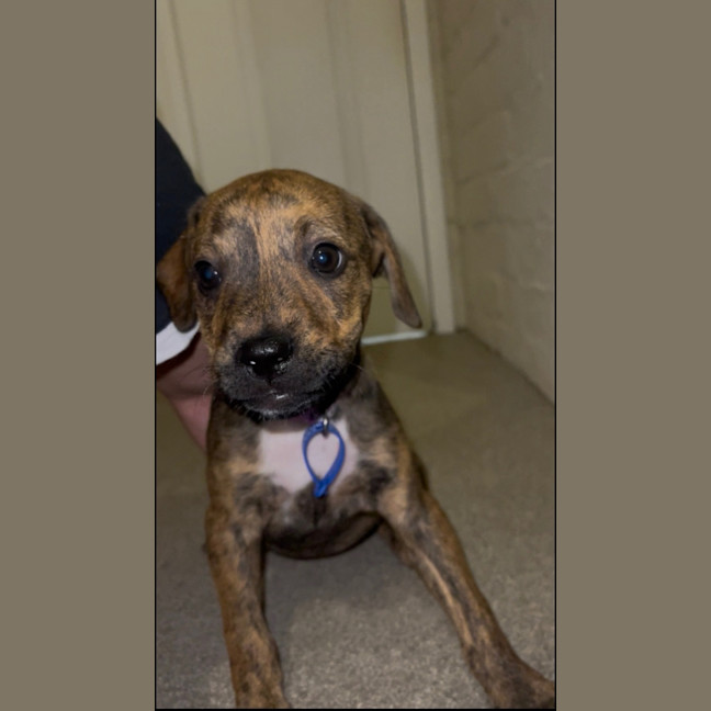 Photo of Poppy   9 Week Old Ridgeback X