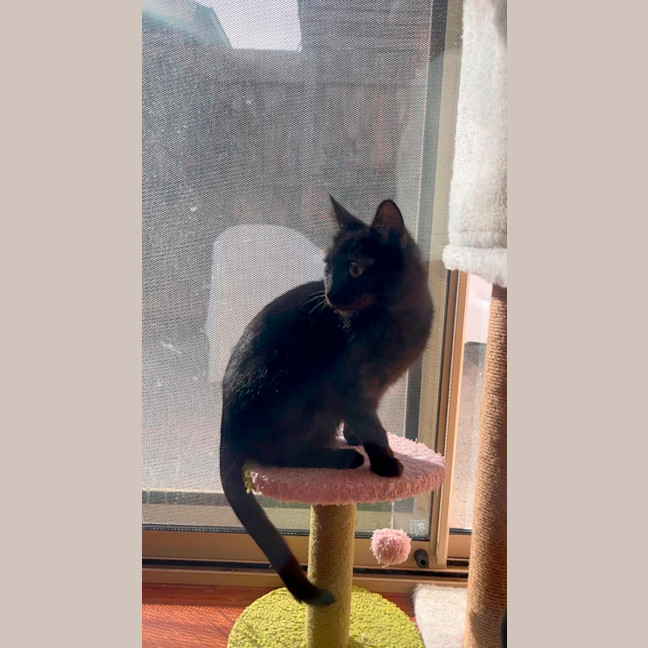 Photo of Bellatrix 