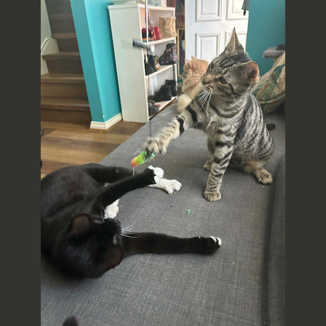 Photo of Hexley & Onyx