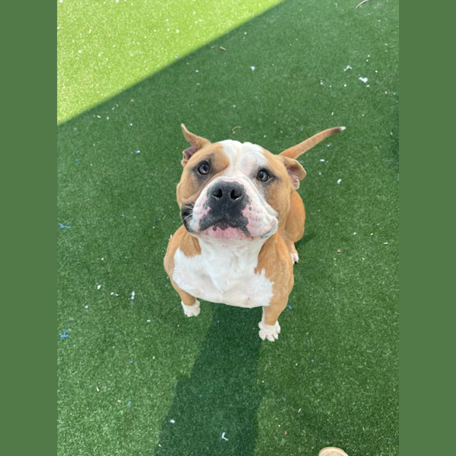 Photo of Motley Imp 1475