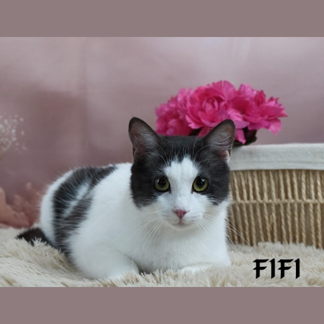 Photo of Fifi