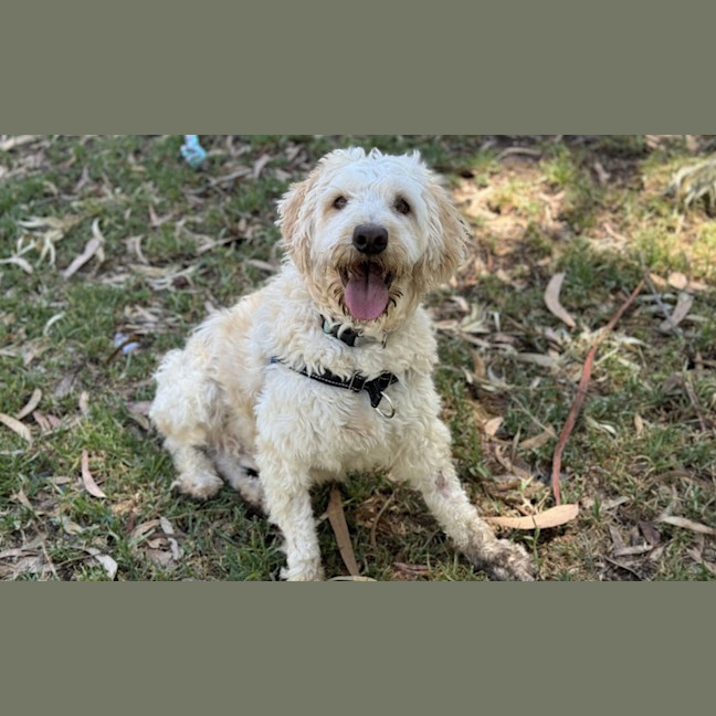 Photo of Benji