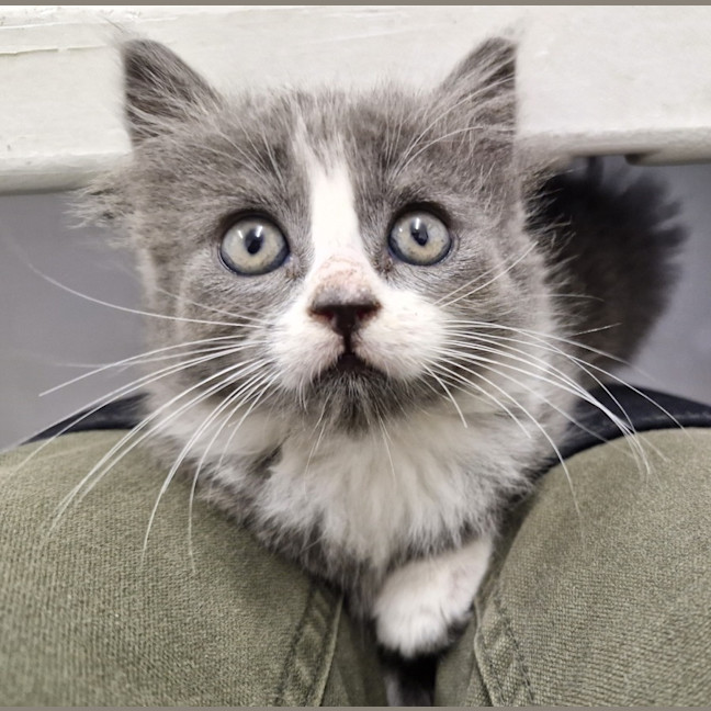 Photo of C1376 Smokey