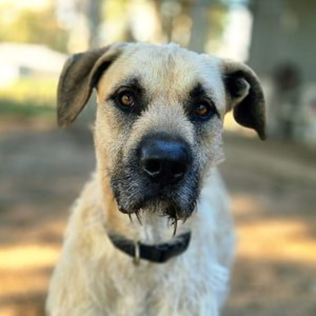 Photo of Moose