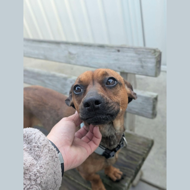 Photo of Roxy