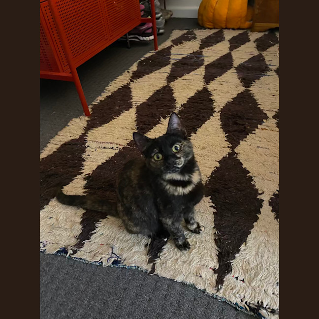 Photo of Zelda