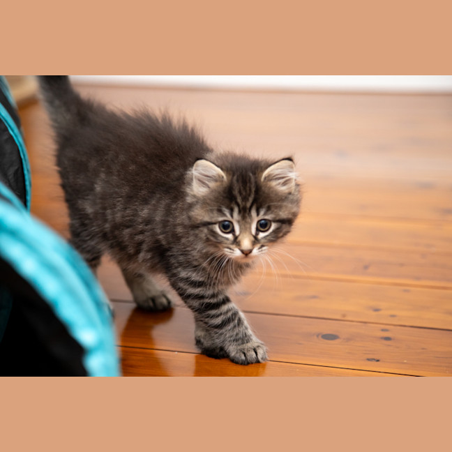 Photo of Bramble