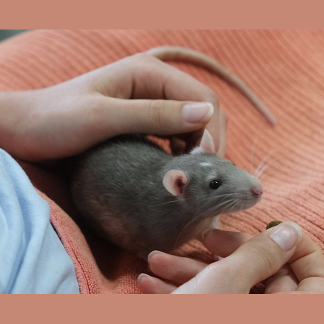 Photo of Ichabod
