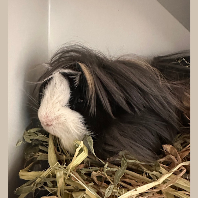 Photo of Alby
