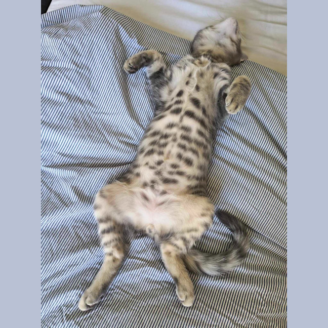 Photo of Bruno / Fruit Loop