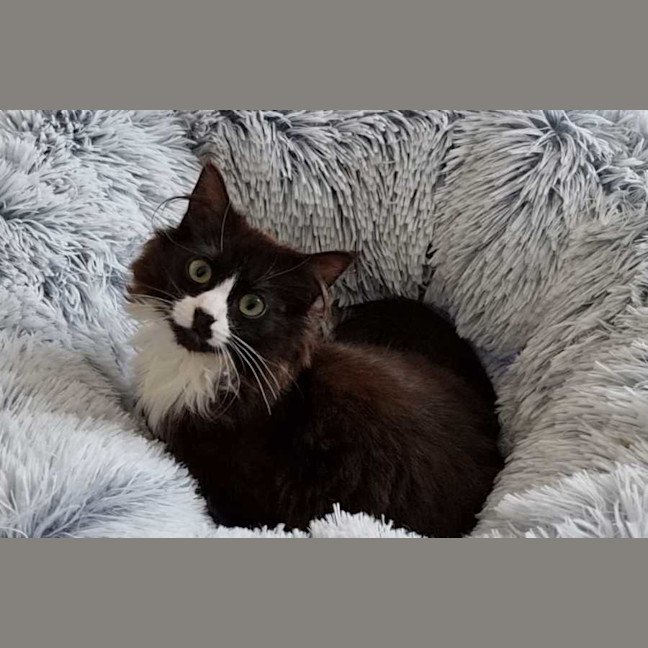 Photo of Mercedes