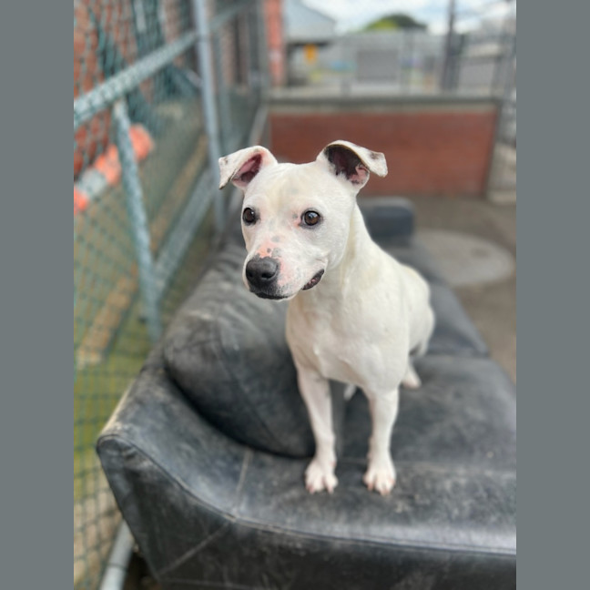 Photo of Buster