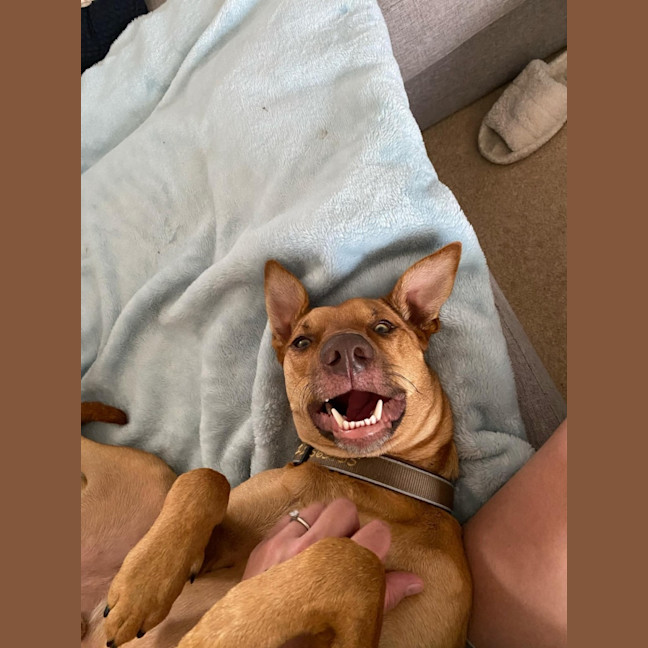 Photo of Skipper   3 Year Old Kelpie X (Trial)