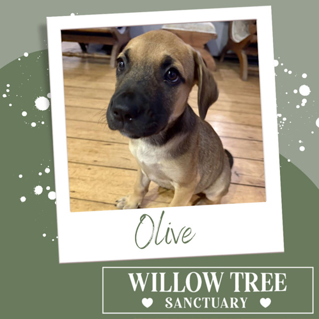 Photo of Olive
