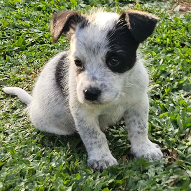 Photo of Maverick