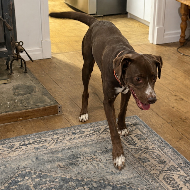 Photo of Rocky