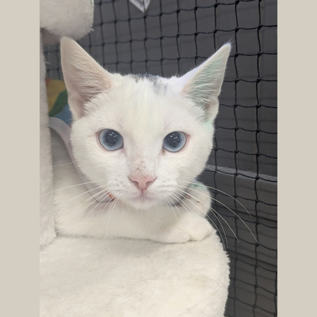 Photo of ✨ Pop 5789 ✨