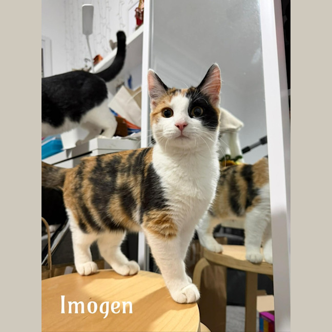 Photo of Imogen Meet Me@Petstock Carrum Downs Store