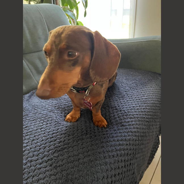 Photo of Bowie And Wombat