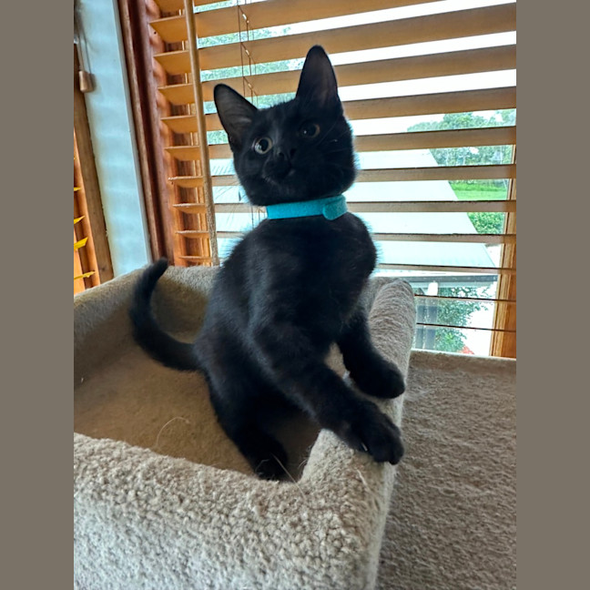 Photo of Pumpkin