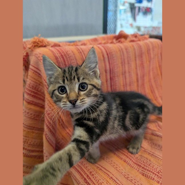 Photo of Savoury Pudding