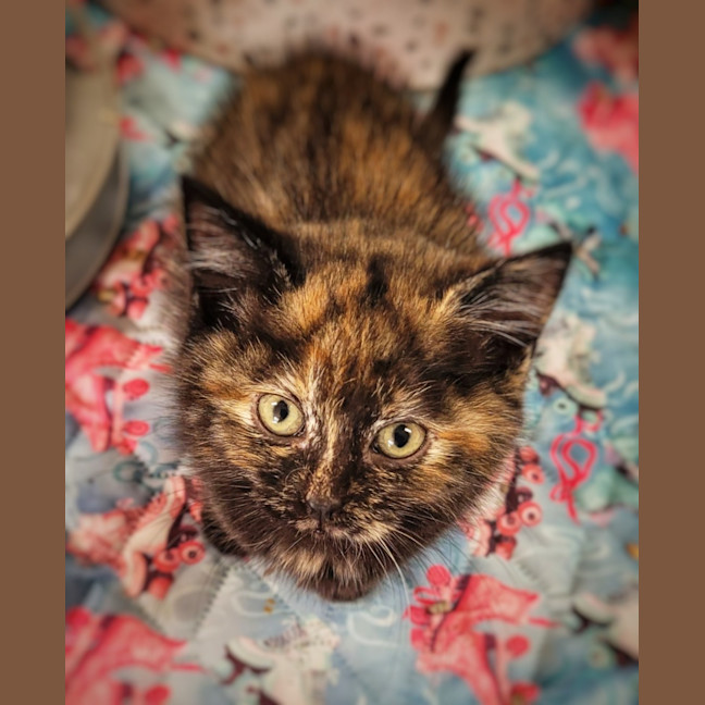 Photo of 🖤🧡 Stormy 🖤🧡