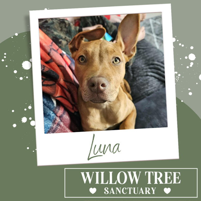 Photo of Luna