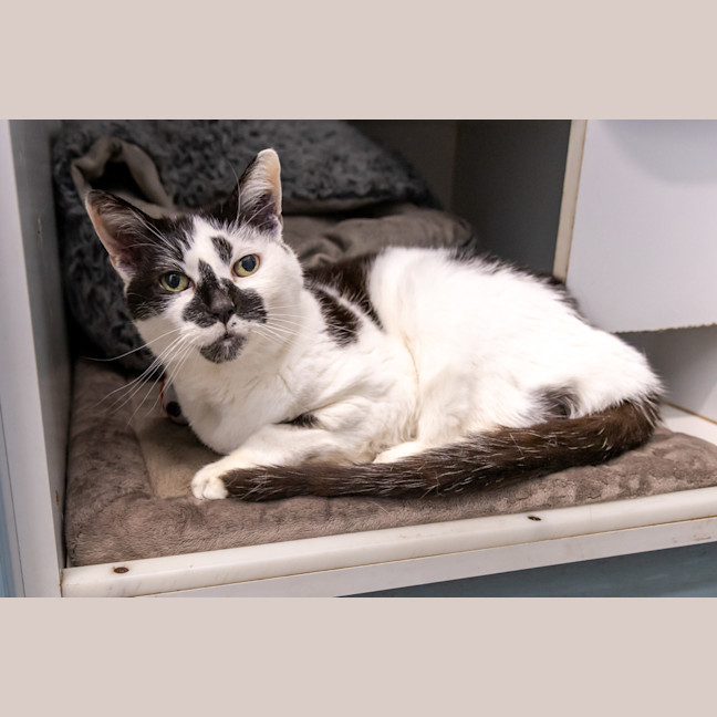 Photo of Muffin Face 