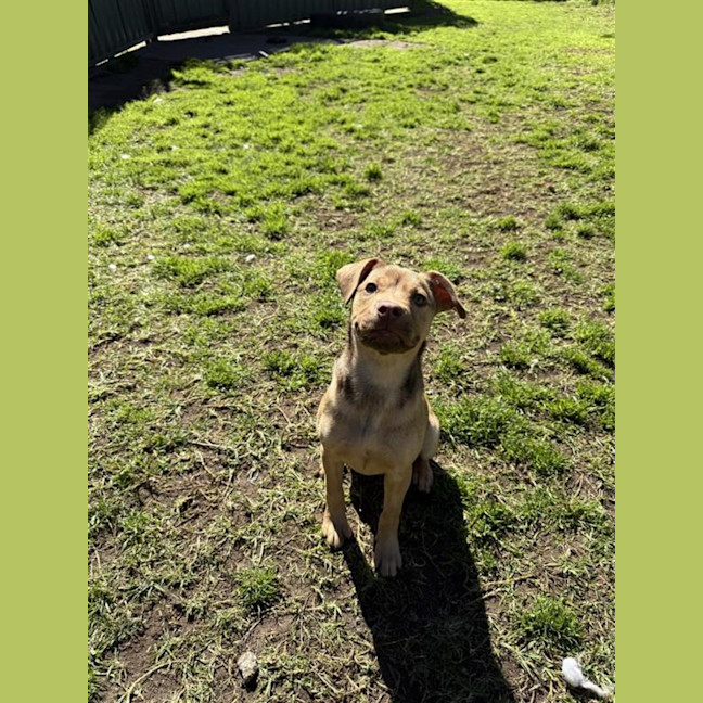 Photo of Maple