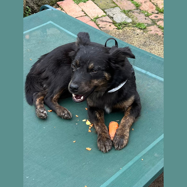 Photo of Pippa