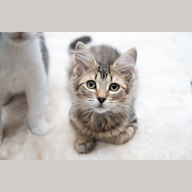 Photo of Pancake