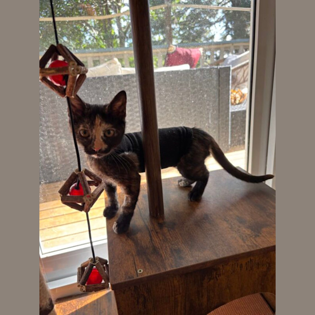 Photo of Sootie